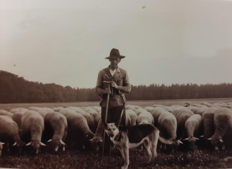 Schäfer mit Hund und Herde, historische Aufnahme