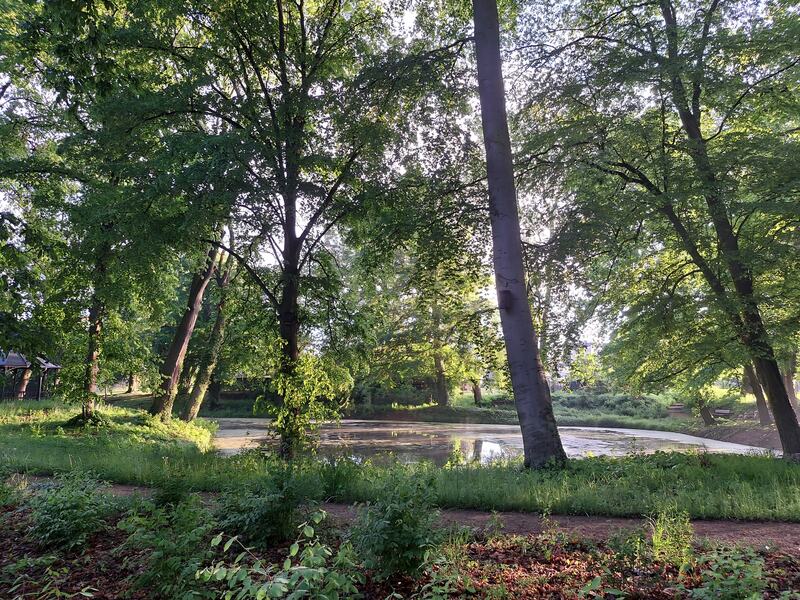 Frisches Grün im Schlosspark, dahinter der Teich, Mai 2026