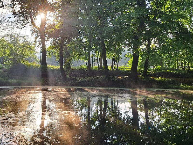 Morgenlicht am Parkteich