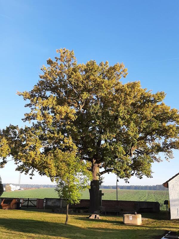 Alte Eiche im Herbstlicht