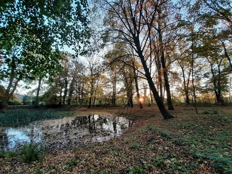 Herbstmorgen am Parkteich