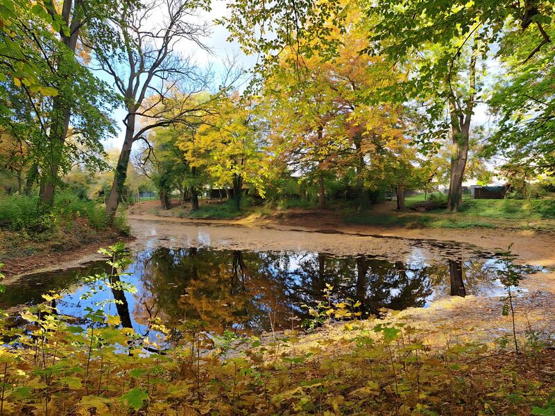 Buntes Herbstlaub spiegelt sich im Parkteich, Oktober 2024
