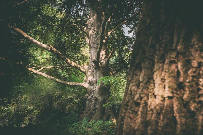 Alte Buchen im Gegenlicht