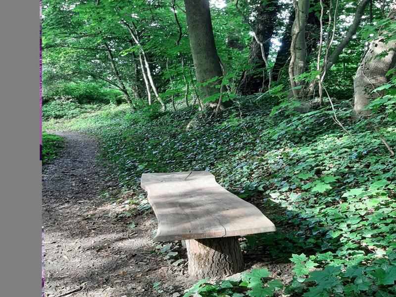 Waldweg mit Bank