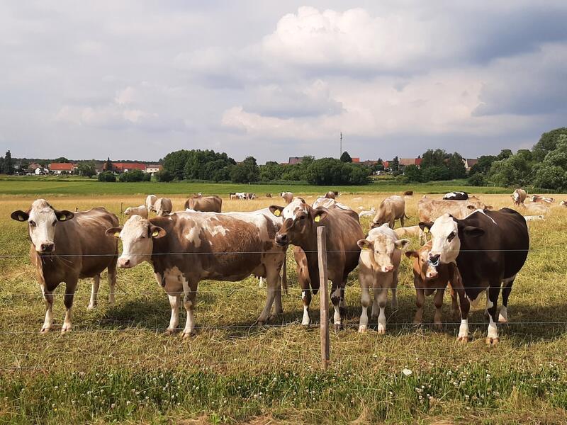 Rinder auf der Weide vor dem Dorf