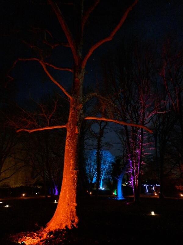 Rot angestrahlter Baum