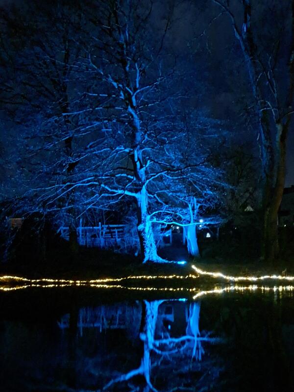 Blau beleuchteter Baum spiegelt sich im Teich