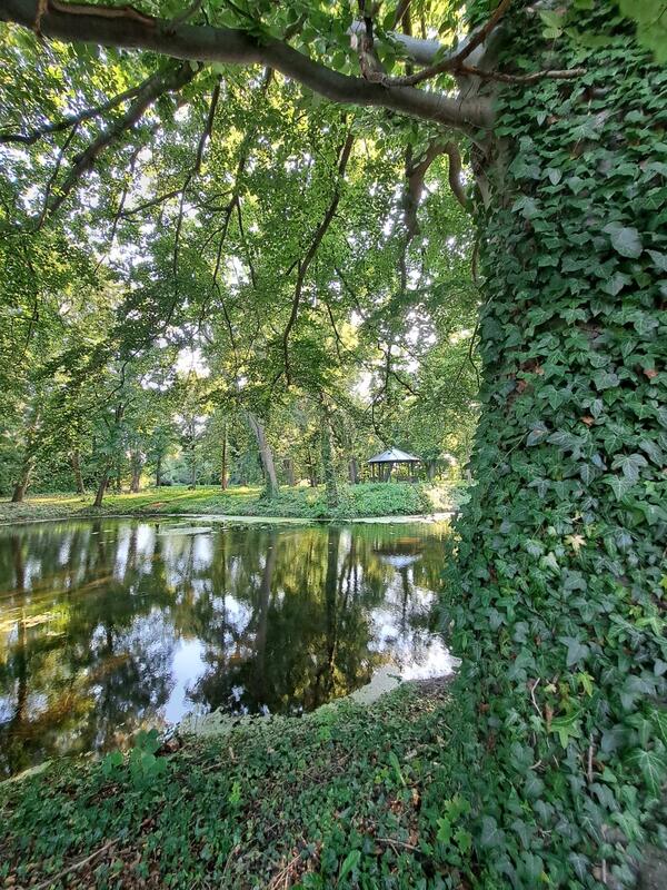 Efeubewachsener Stamm am Parkteich