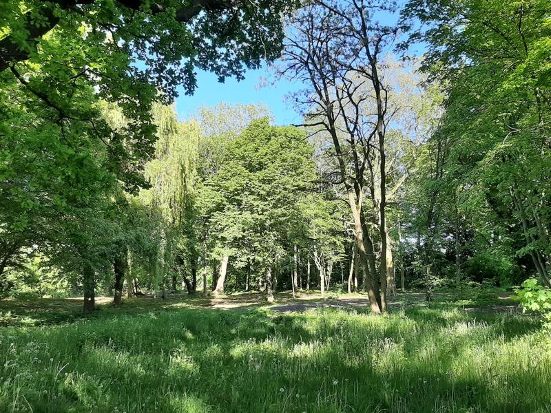 Lichtung im Schlosspark