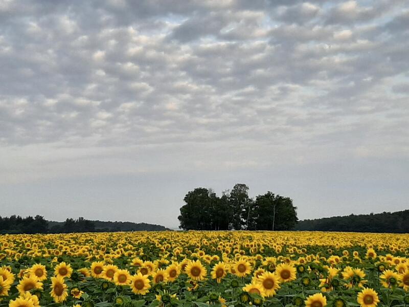 Sonnenblumenfeld am Ortsrand