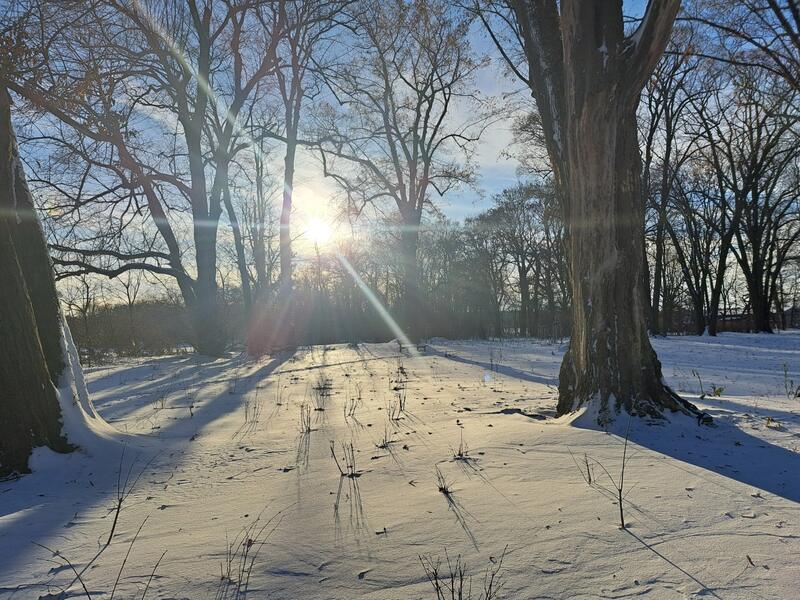 Wintersonne zwischen alten Bäumen