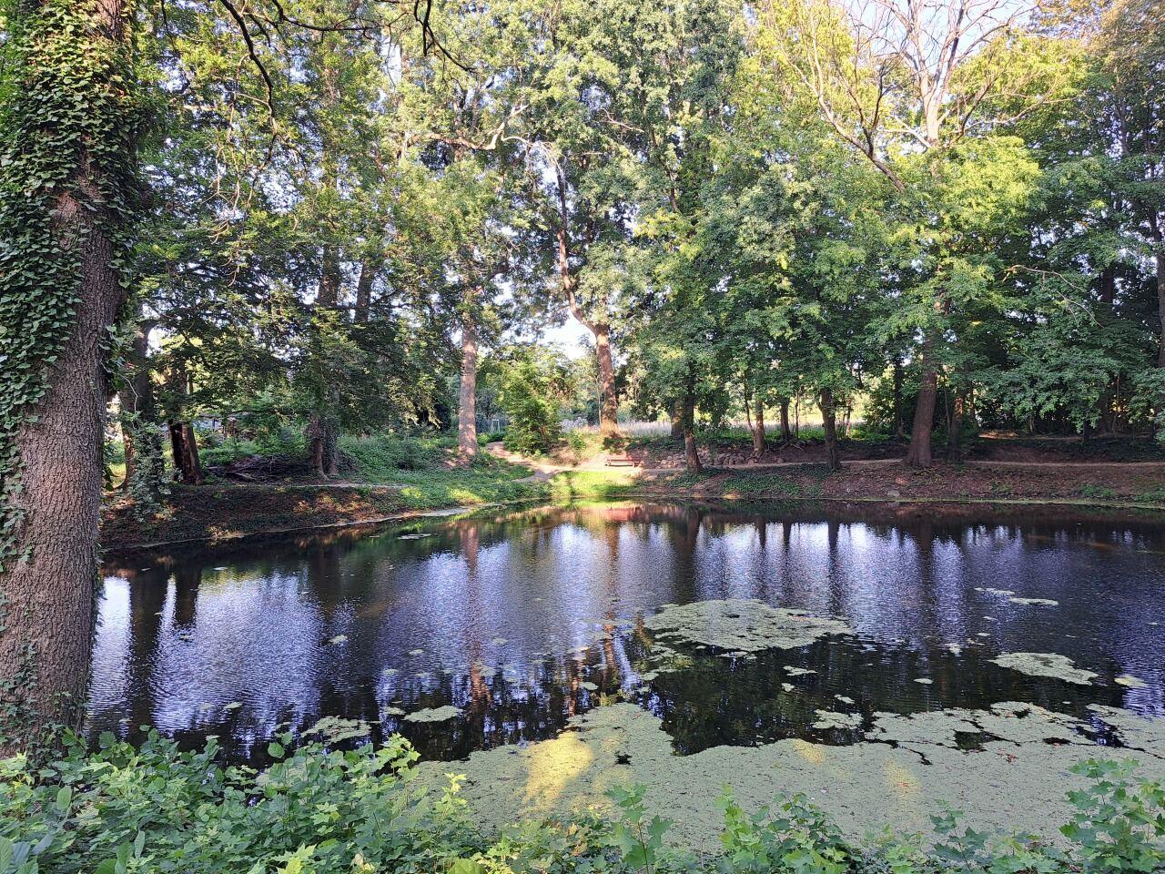 Alte Bäume am Parkteich