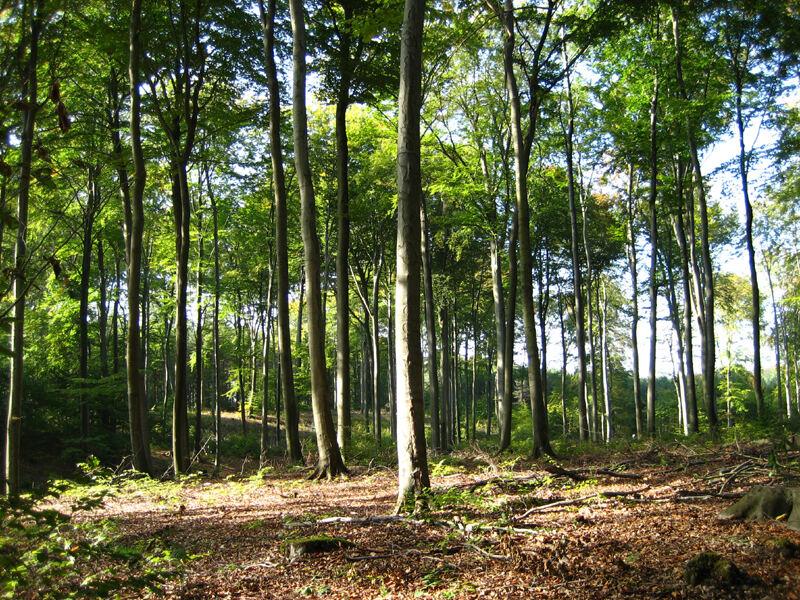 Buchen in der Dübener Heide
